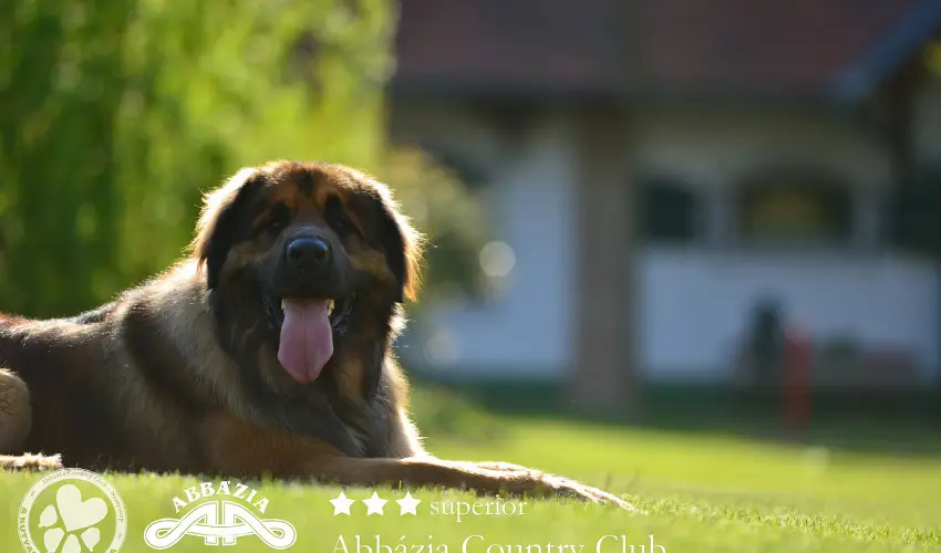 Abb�zia Country Club Nemesn�p - Augusztus 20.                                                                                                                                                                                                                                                  