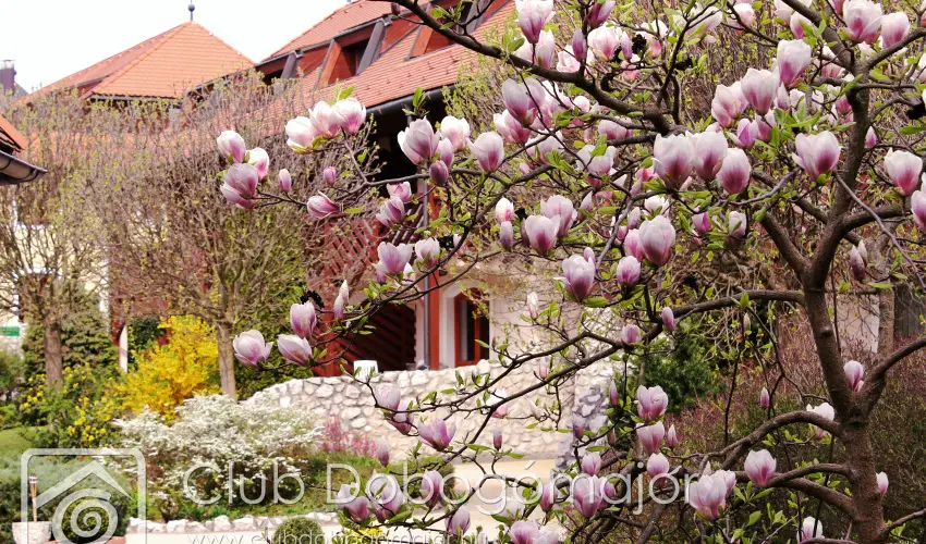 Club Dobogmajor Cserszegtomaj - Augusztus 20.                                                                                                                                                                                                                                                  