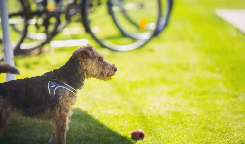 Apartman Szanyi B�k, B�kf�rd� - Augusztus 20. (min. 3 �j)