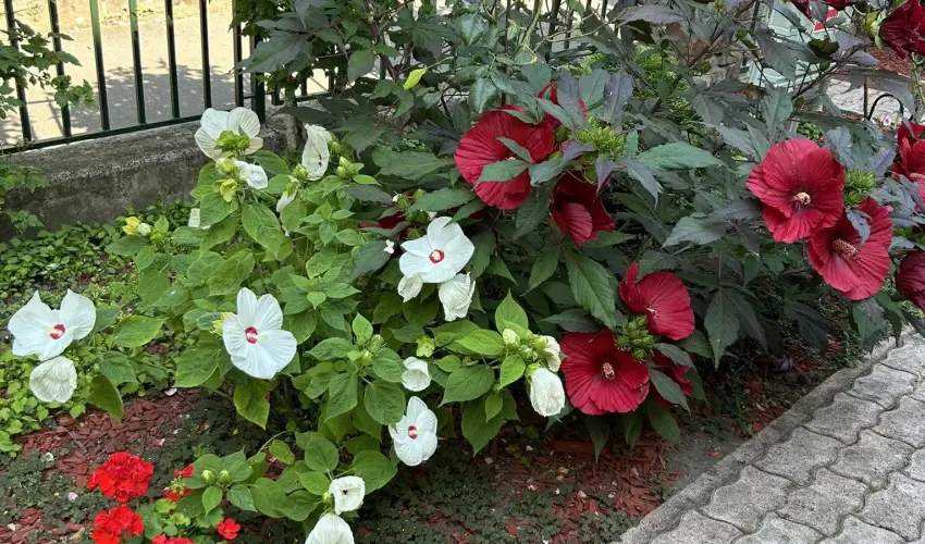 Aventurin House R�vf�l�p - Augusztus 20. (min. 2 �j)