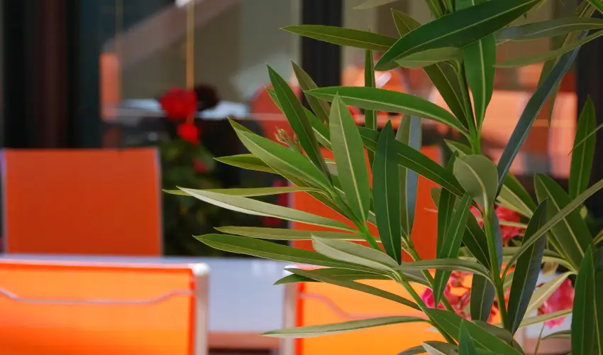 Bacchus Panzi Eger - Augusztus 20.