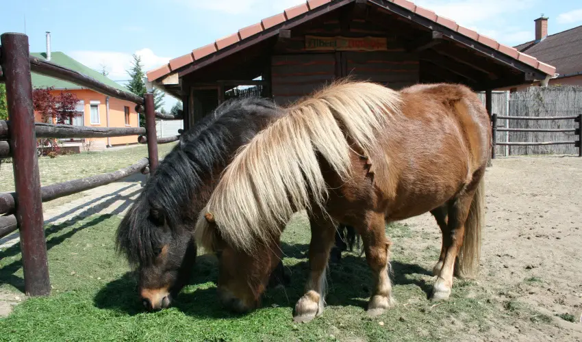 Bagolyv�r In�rcs In�rcs - Augusztus 20.