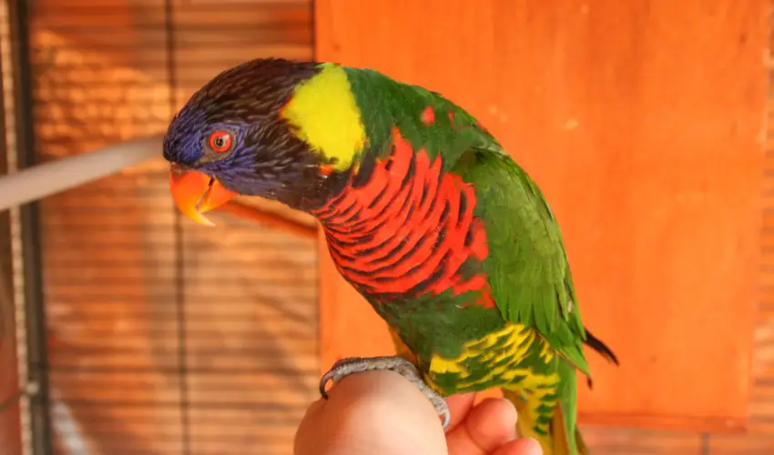 Bagolyv�r In�rcs In�rcs - Augusztus 20.