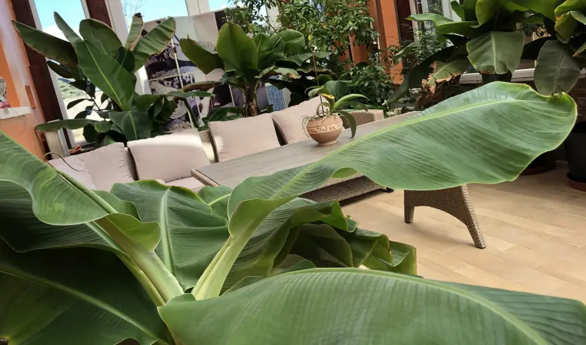 Bagolyv�r In�rcs In�rcs - Augusztus 20.