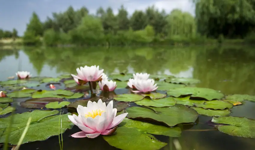 Bodrogi K�ria Wellness Hotel In�rcs - Augusztus 20.