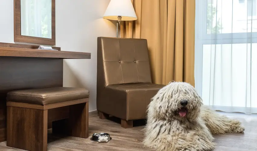 Bonvital Wellness & Gastro Hotel H�v�z H�v�z - Augusztus 20.