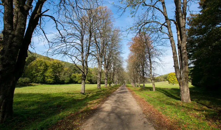 Borka Panzi Pardfrd - Augusztus 20. (min. 2 j)