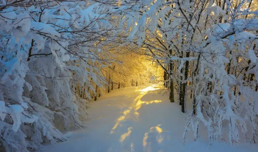 Borka Panzi Pardfrd - Augusztus 20. (min. 2 j)