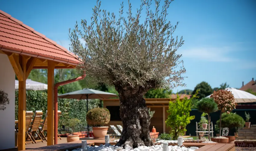 Casa Oliva Tokaj Tokaj - Augusztus 20.