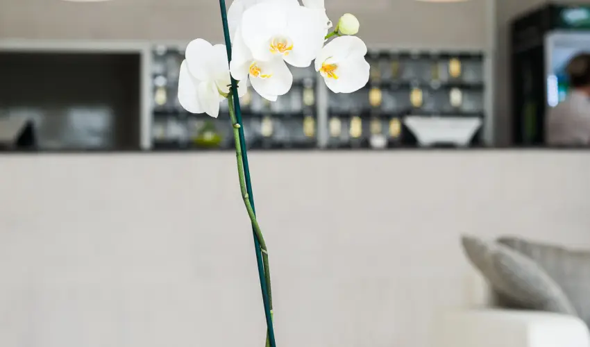 CE Napf�ny Hotel  Si�fok - Augusztus 20.