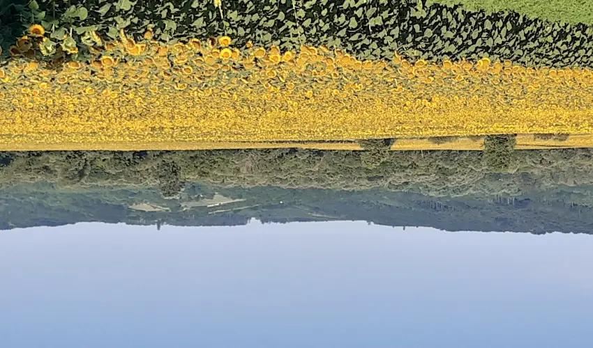 Di�fa Vend�gh�z Kehidakust�ny - Augusztus 20.