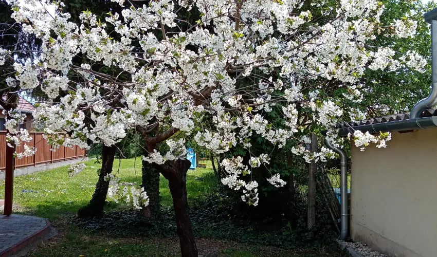 Etvs Nyaral Sifok - Augusztus 20.