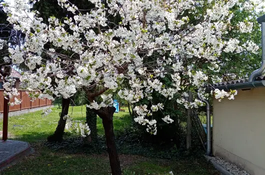 Etvs Nyaral - Augusztus 20.