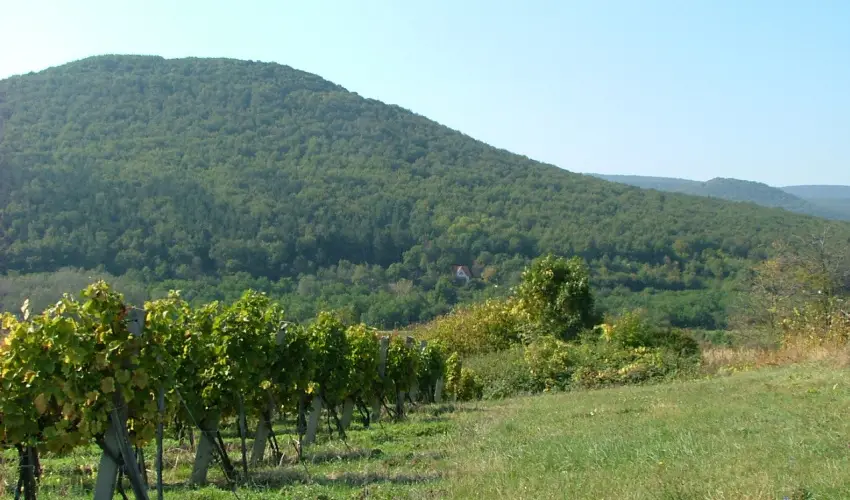 Szarvas Panzi� Erd�b�nye - Augusztus 20. (min. 2 �j)