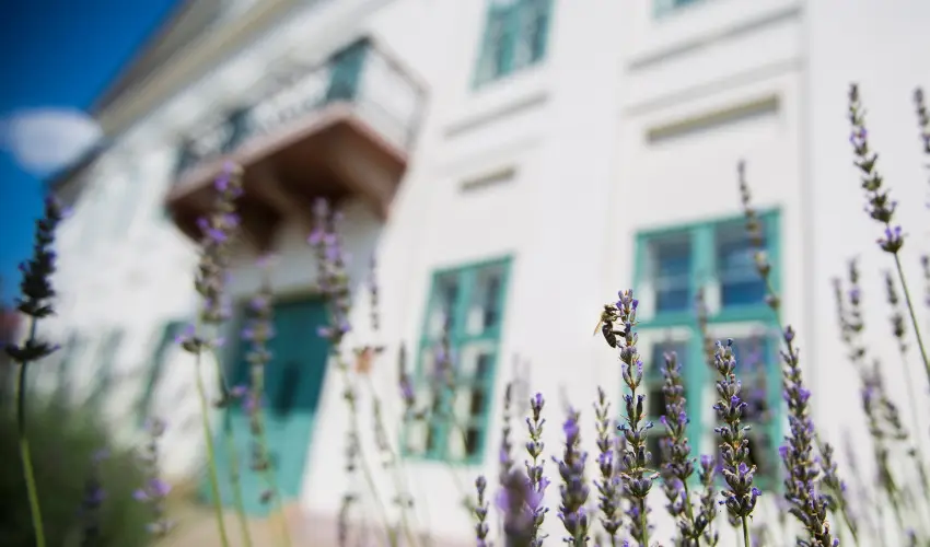 Erzsbet Nagy Szlloda Paks - Augusztus 20.