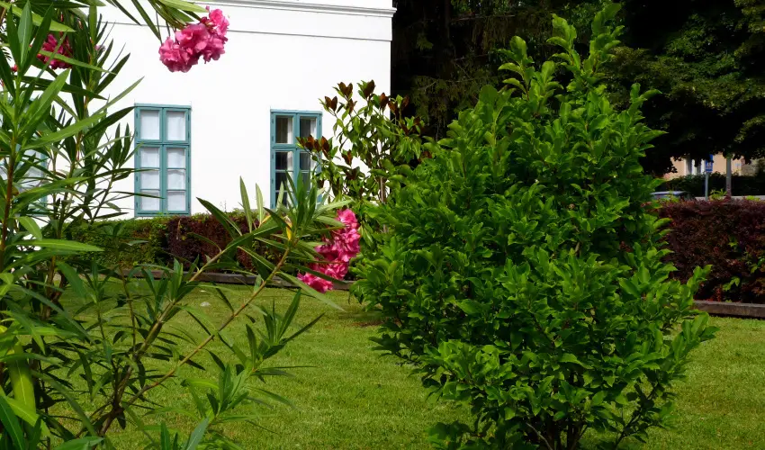 Erzsbet Nagy Szlloda Paks - Augusztus 20.