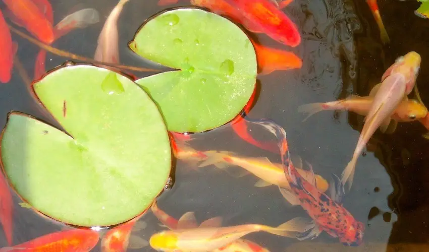 Fodor Hotel Gyula - Augusztus 20. (min. 2 �j)