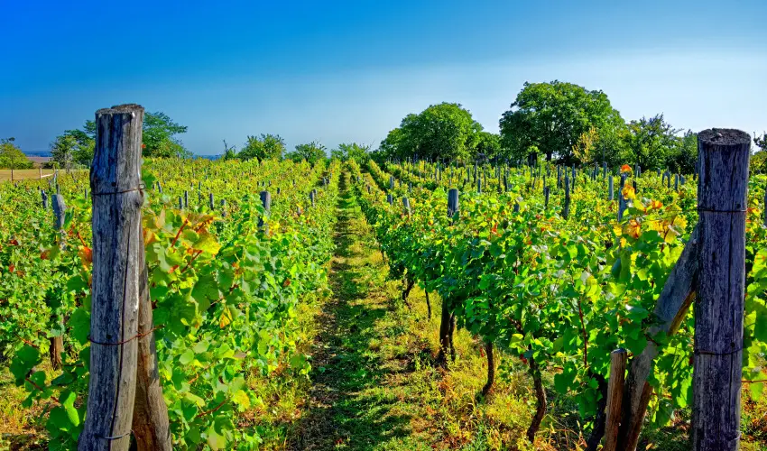 Fried Kast�ly Hotel Simontornya - Augusztus 20. (min. 3 �j)