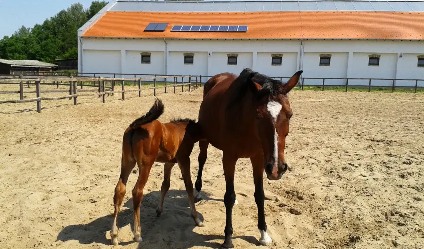 Gerby Kria Hotel s Lovasudvar Lajosmizse - Augusztus 20.