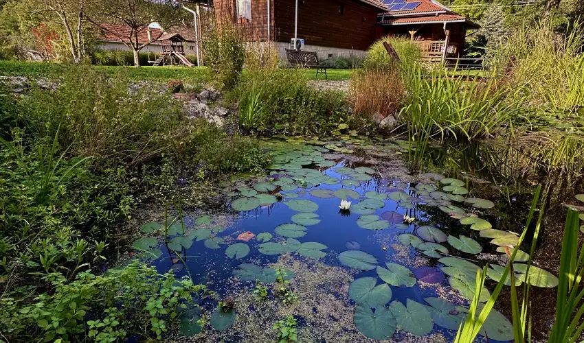 Halhza Vendghz Sirok - Augusztus 20. (min. 3 j)