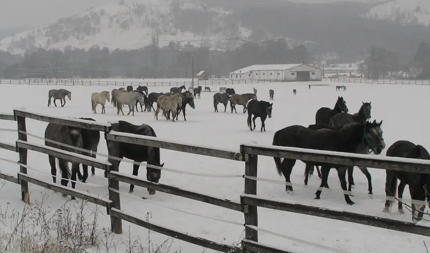 Aliz Villa Szilv�sv�rad - Augusztus 20. (min. 2 �j)