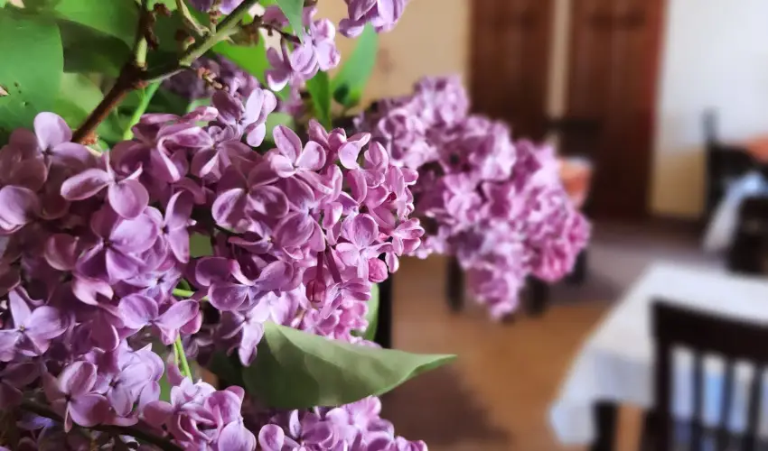 Aliz Villa Szilv�sv�rad - Augusztus 20. (min. 2 �j)