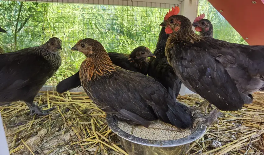 Helna Hotel & SPA Levl - Augusztus 20.