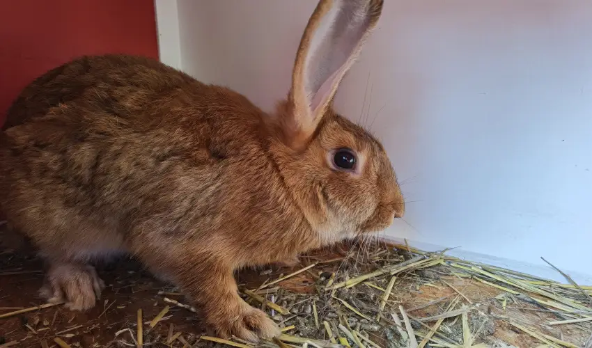 Helna Hotel & SPA Levl - Augusztus 20.