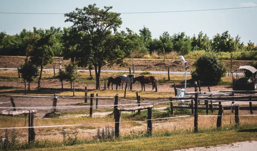 H�tk�ti Wellness Hotel & Lovaspark M�r - Augusztus 20.