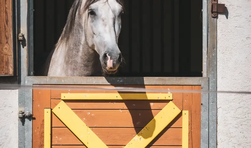 H�tk�ti Wellness Hotel & Lovaspark M�r - Augusztus 20.