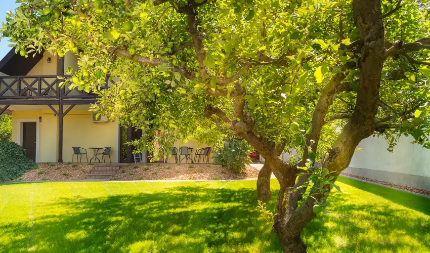 Honti Panzi Visegrd - Augusztus 20. (min. 3 j)