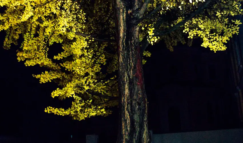 Hotel Ginkgo H�dmez�v�s�rhely - Augusztus 20.