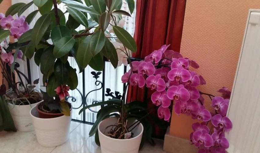 Hotel Isabell Gy�r - Augusztus 20.