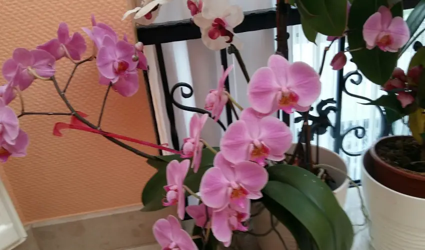 Hotel Isabell Gy�r - Augusztus 20.