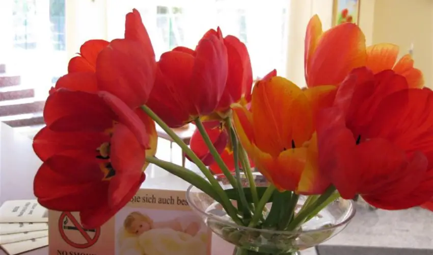 Sante Hvz Hvz - Augusztus 20. (min. 2 j)