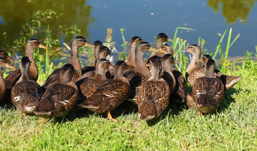 Terml Hotel Vesta Tpiszecs - Augusztus 20. (min. 2 j)