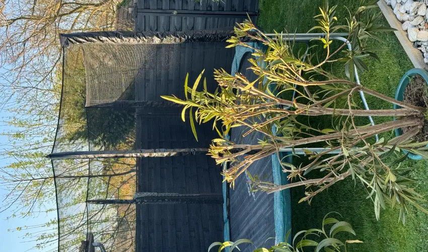 Kkmadr Vendghz Homokmgy - Augusztus 20.