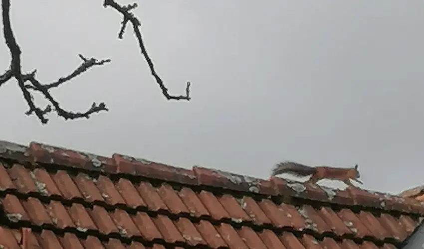 Kerka Vendghz Csesztreg - Augusztus 20. (min. 2 j)