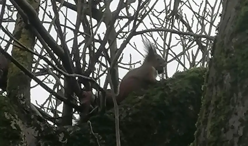 Kerka Vendghz Csesztreg - Augusztus 20. (min. 2 j)