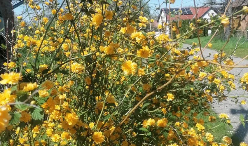 Kerka Vendghz Csesztreg - Augusztus 20. (min. 2 j)