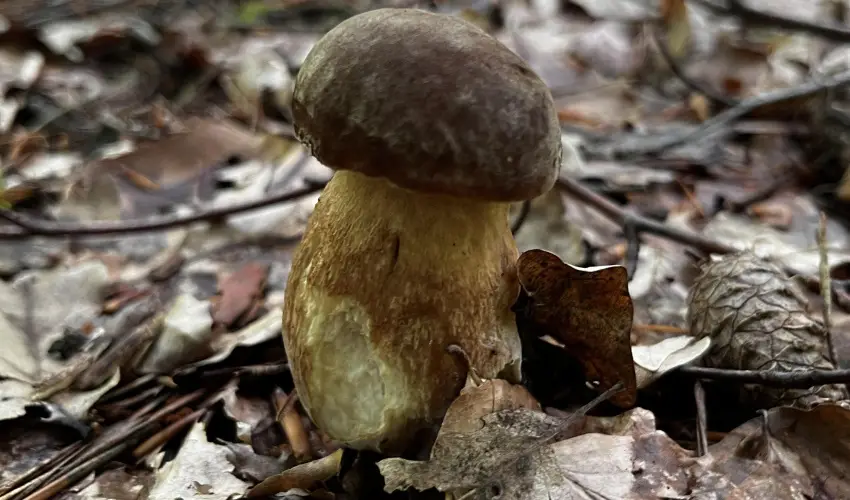 Kerka Vendghz Csesztreg - Augusztus 20. (min. 2 j)