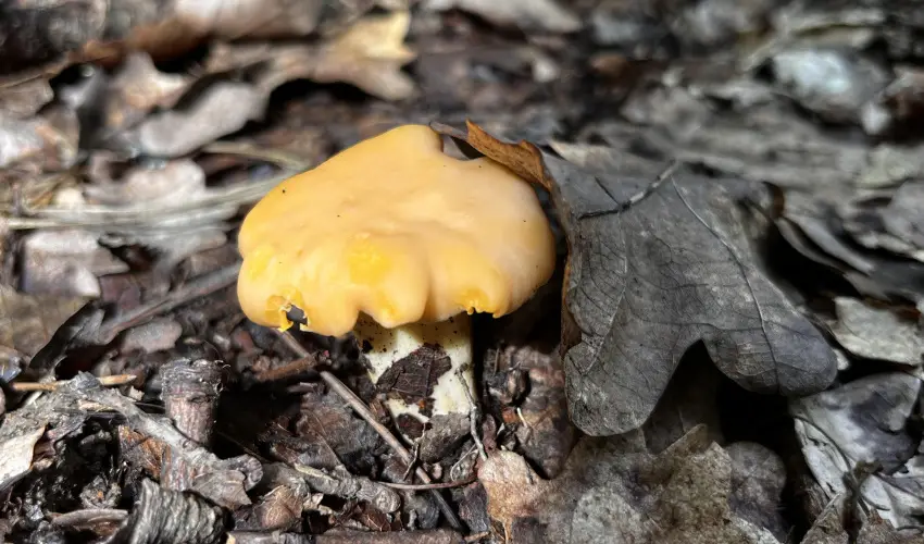 Kerka Vendghz Csesztreg - Augusztus 20. (min. 2 j)