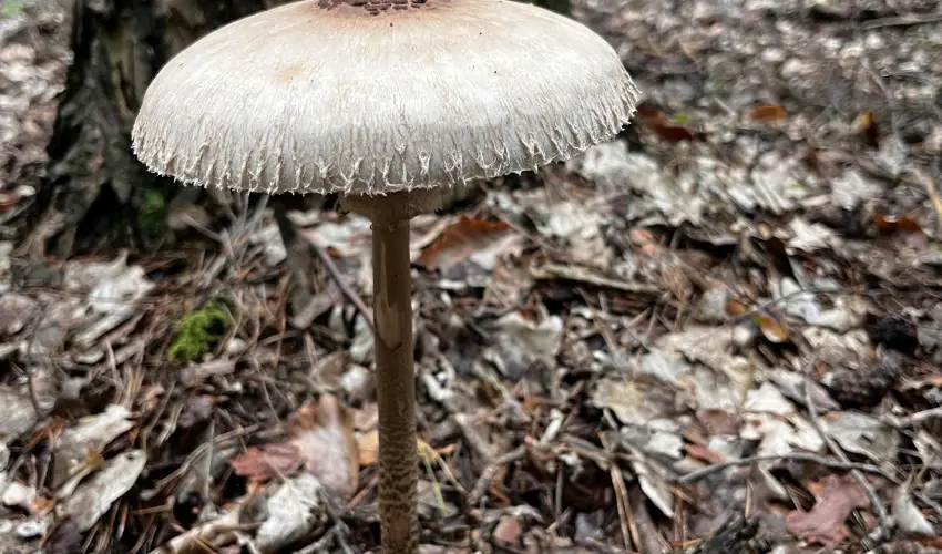 Kerka Vendghz Csesztreg - Augusztus 20. (min. 2 j)