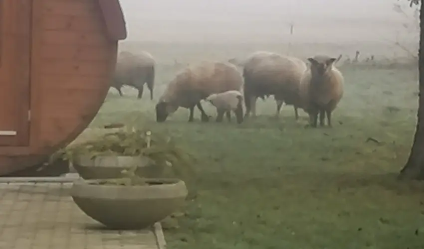 Kerka Vendghz Csesztreg - Augusztus 20. (min. 2 j)