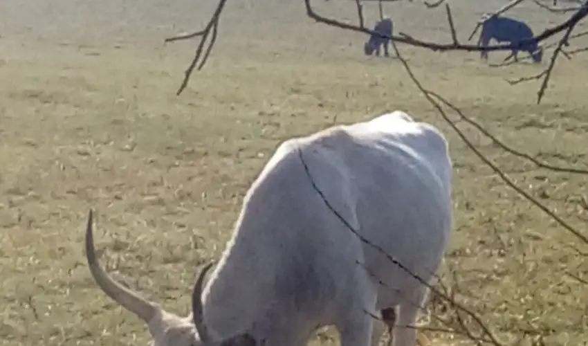 Kerka Vendghz Csesztreg - Augusztus 20. (min. 2 j)