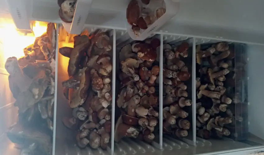 Kerka Vendghz Csesztreg - Augusztus 20. (min. 2 j)