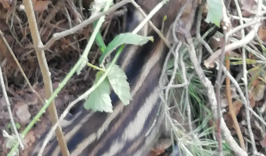 Kerka Vendghz Csesztreg - Augusztus 20. (min. 2 j)