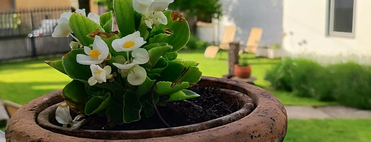 Kiskilenc Vendghz Szarvask - Augusztus 20. (min. 2 j)