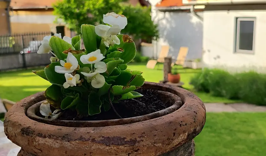 Kiskilenc Vendghz Szarvask - Augusztus 20. (min. 2 j)