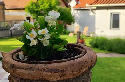 Kiskilenc Vendghz - Augusztus 20. (min. 2 j)